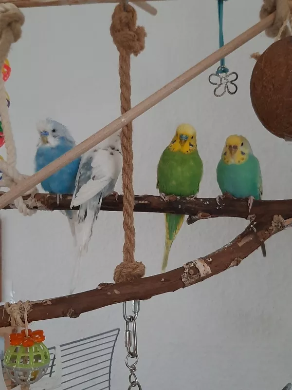Wellensittich-Bild: Wir sind jetzt zu viert :-)