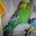 Charly und Frieda