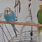 Mavi und Willi