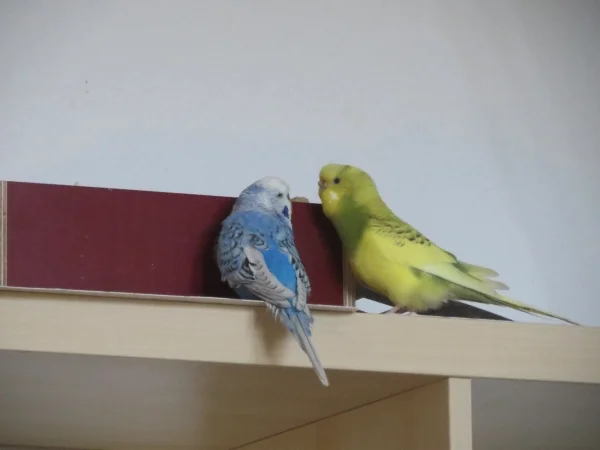 Wellensittich-Bild: .. aber während die gerade mal nicht da ist, schauen Sylvester und Leni nur ganz kurz rein. ;-)