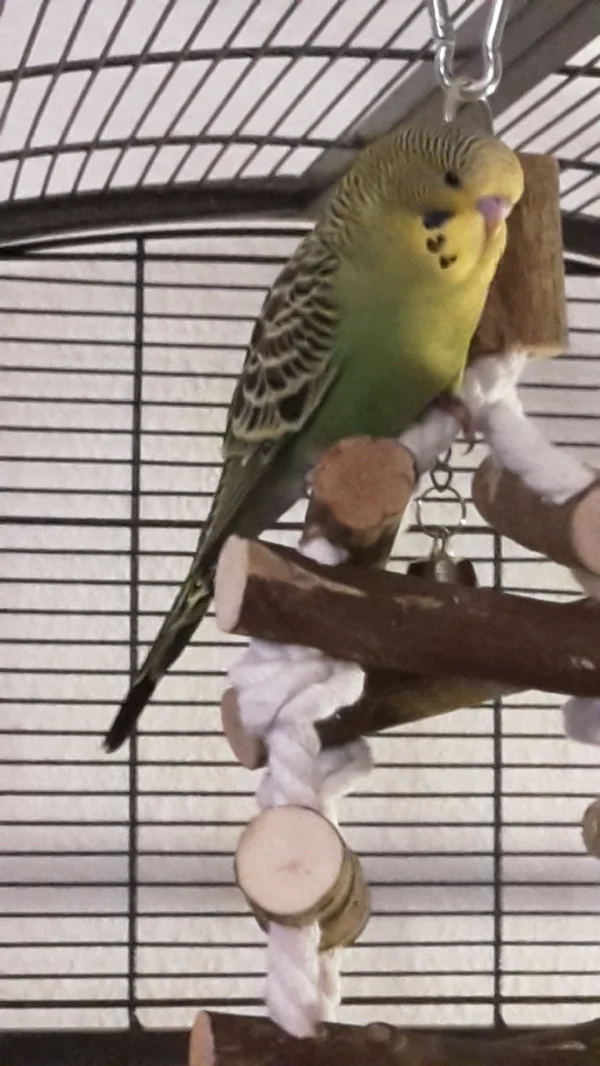 Wellensittich-Bild: Piet auf dem Turm