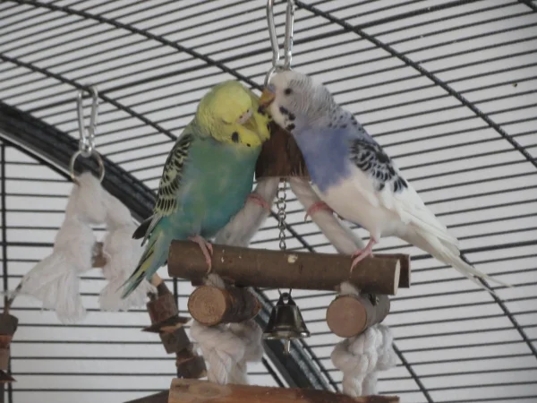 Wellensittich-Bild: Meine beiden Neuzugänge Rose und Billie turteln verliebt