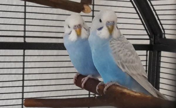 Wellensittich-Bild: Pippin und Merry