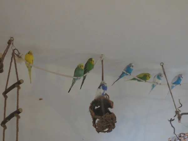 Wellensittich-Bild: .. wie die Hühner auf der Stange .. bzw. auf dem Baumwollseil .. bzw. auf der Korkröhre. :D