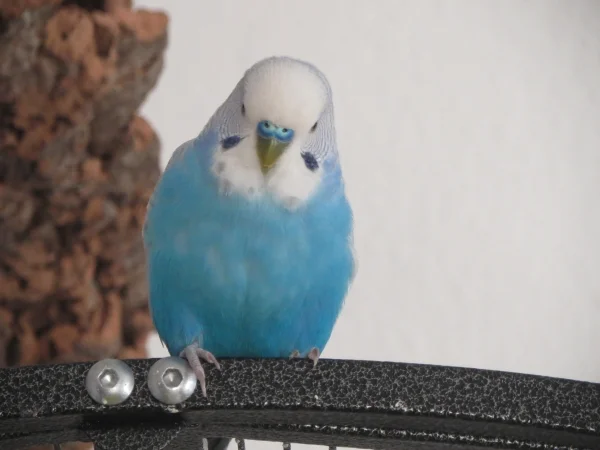 Wellensittich-Bild: Ist er nicht ein süßer Flauschi?