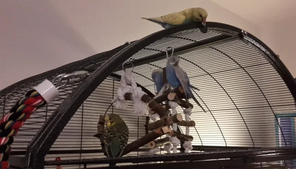 Wellensittich-Bild: Die Vier chillen