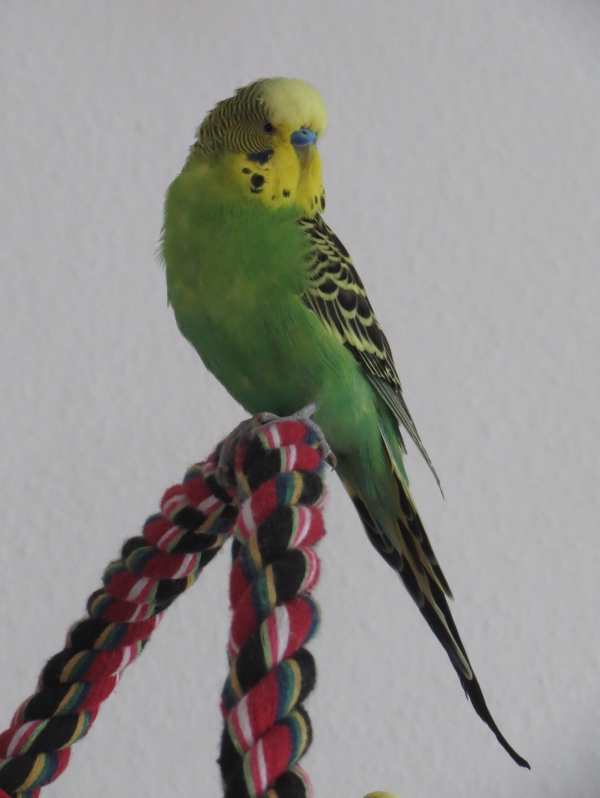Piet