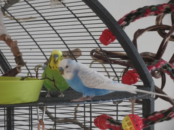 Wellensittich-Bild: Piet und Pippin freuen sich über dieses Zweiglein Golliwoog, das sie für sich ergattert haben! 