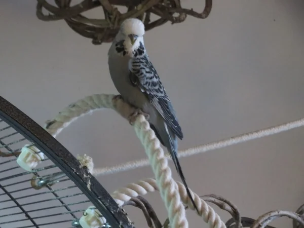 Wellensittich-Bild: Grey ist neu und schmeißt sich für seine neue Felo schön in Pose