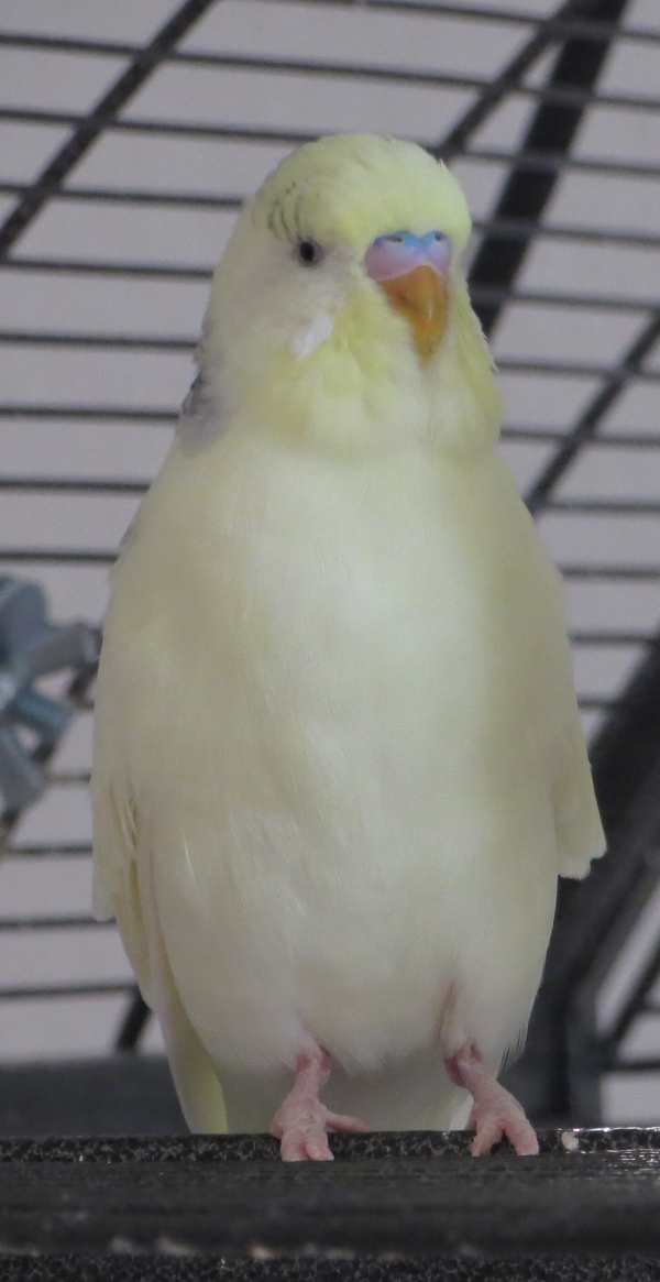Karlo
