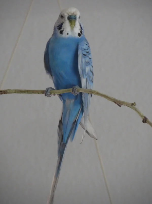 Wellensittich-Bild: Hallo, ich bin der Neue hier.