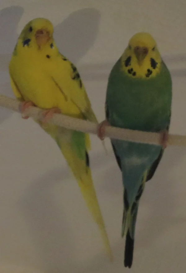 Wellensittich-Bild: Während die Felo putzt, kuscheln sich Jodie und Rose zusammen - und bis die Felo mit der Kamera kommt, rücken sie schon mal ein wenig ab, damit es möglichst wenig Beweise dafür gibt. ;-)