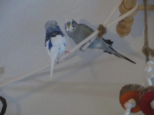 Wellensittich-Bild: Oskar hat schon einen Freund gefunden. :-)