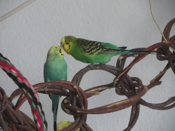 Wellensittich-Bild: Rose und Piet lieben sich.