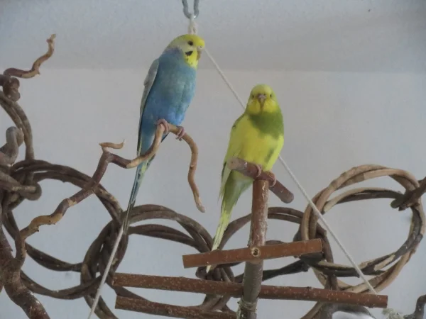 Wellensittich-Bild: Hexe und Leni