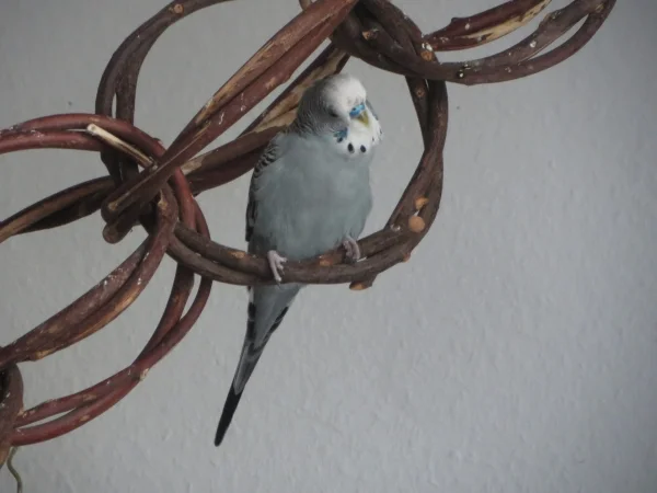Wellensittich-Bild: .. und ich bin neu eingezogen bei Romy.