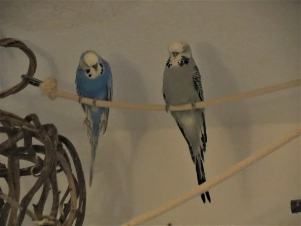 Wellensittich-Bild: .. und hat in Sylvester schon einen ersten Freund gefunden :-)