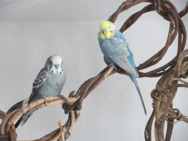 Wellensittich-Bild: Oskar und Geordi haben immer gerne zusammen gesessen und ein gutes Gespräch geführt.