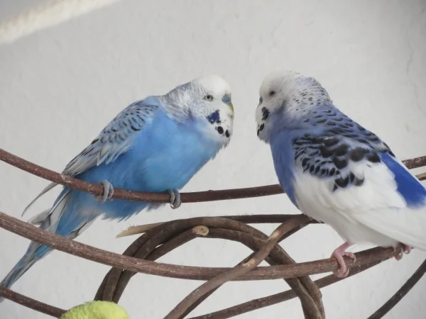 Wellensittich-Bild: Da werden tiefe Blicke unter guten Freunden getauscht. <3