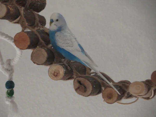 Wellensittich-Bild: Pippin sagt Hallo