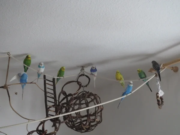 Wellensittich-Bild: .. sitzen brav zusammen.