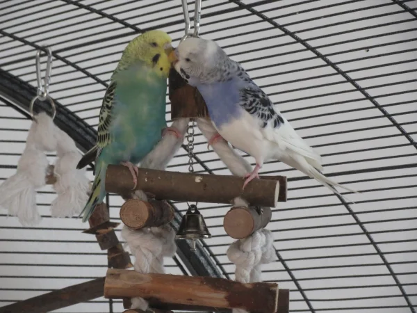 Wellensittich-Bild: Meine beiden verliebten Neuzugänge Rose und Billie