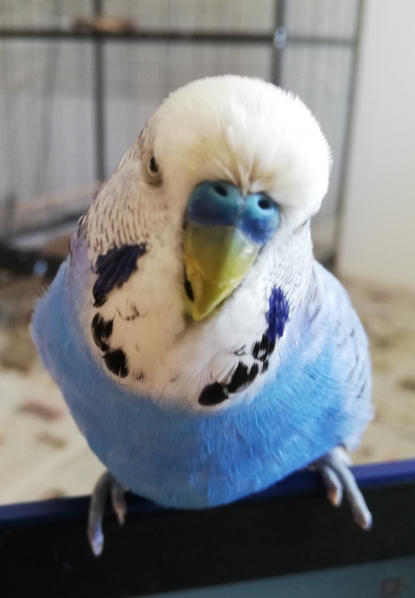 PHPSESSID