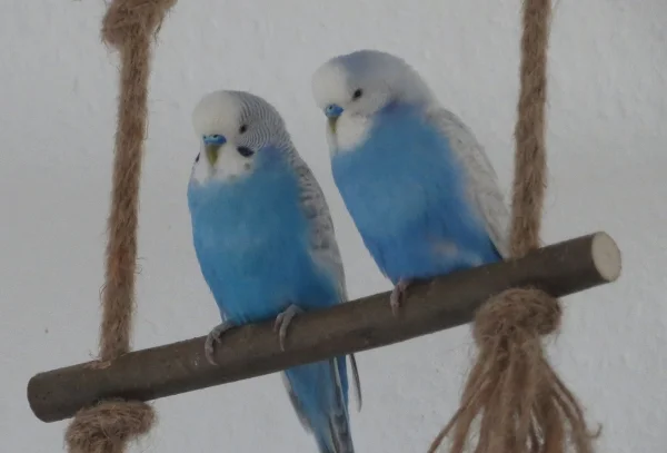 Wellensittich-Bild: Merry und Pippin chillen gemütlich.