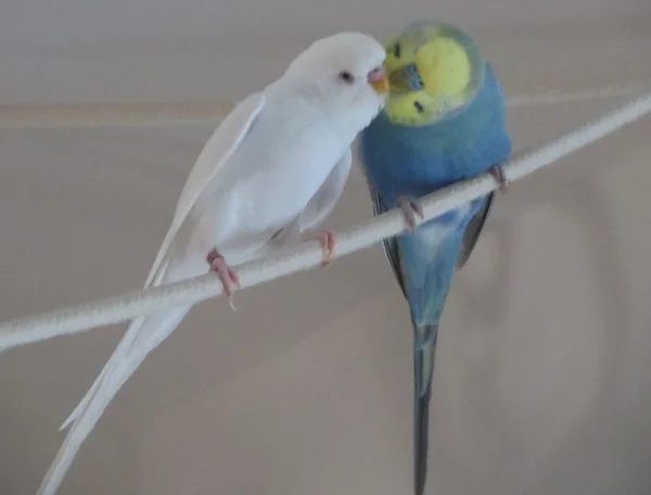 Wellensittich-Bild: Leider bist Du nicht mehr da, Geordi, Albus und ich vermissen Dich sehr.