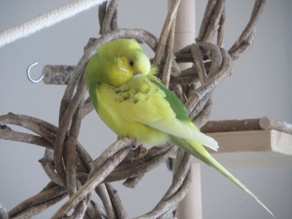 Leni