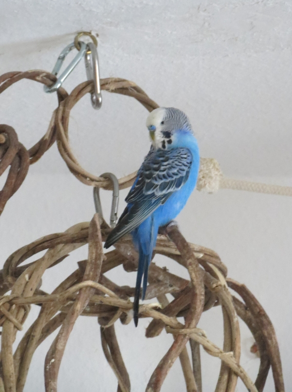 Merlin