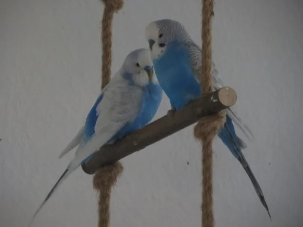 Wellensittich-Bild: Was würden Merry und Pippin nur machen, wenn sie sich gegenseitig nicht hätten?