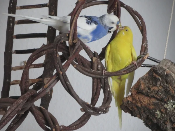 Wellensittich-Bild: .. finden Billie und Arwen.