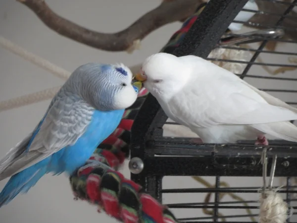 Wellensittich-Bild: Merry und Albus - wer füttert da eigentlich wen?