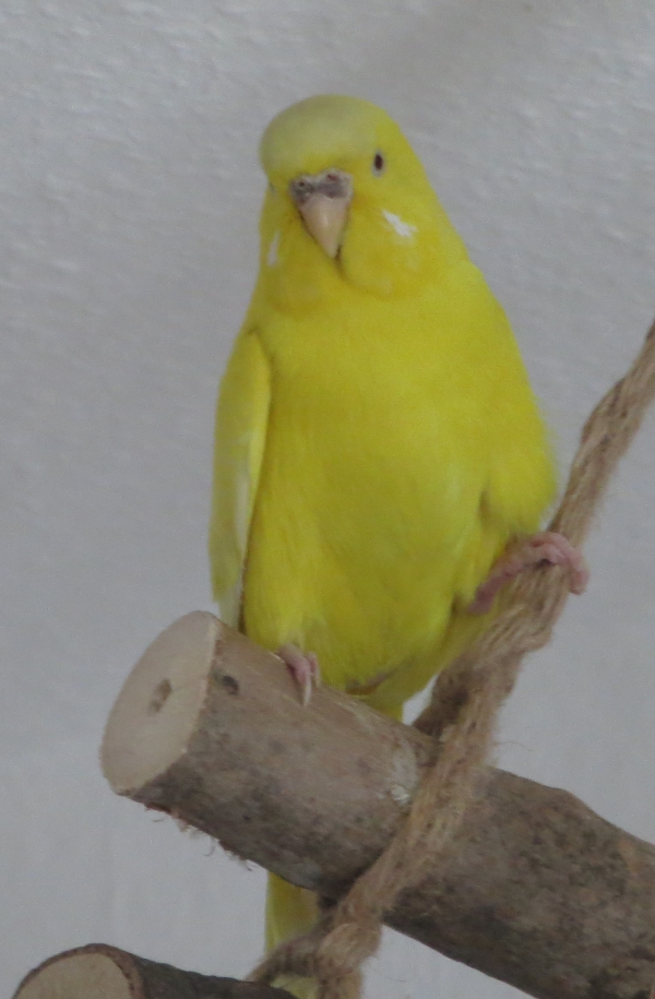 PHPSESSID