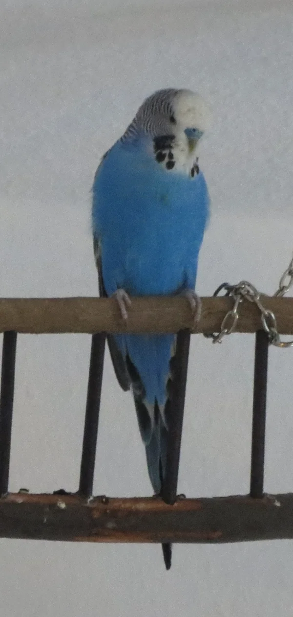 Wellensittich-Bild: Merlin ist neu