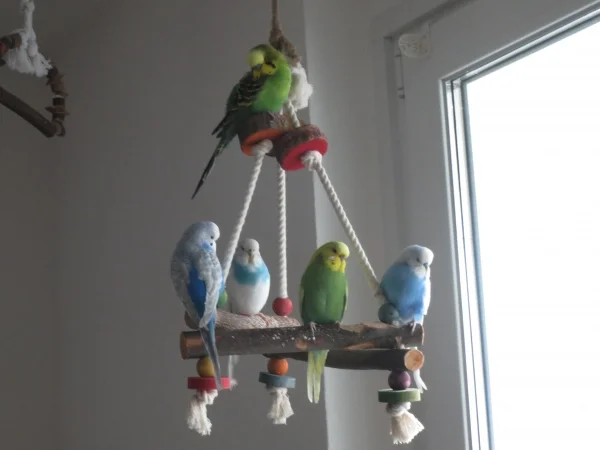 Wellensittich-Bild: Merry, Lotta, River, Pippin und Piet hängen gemeinsam ab.