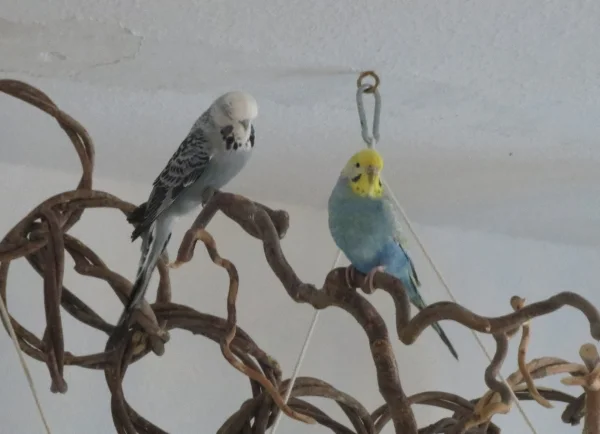 Wellensittich-Bild: Die beiden Neuen präsentieren sich :D