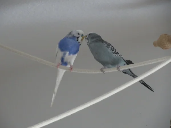 Wellensittich-Bild: Billie und Oskar beim Turteln! :D