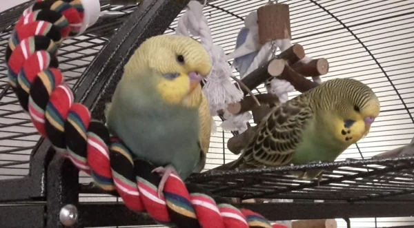 Wellensittich-Bild: River und Piet chillen