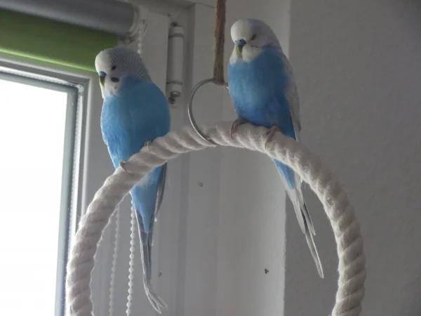 Wellensittich-Bild: Mit dem Brüderchen sitzt es sich sehr gemütlich auf dem Baumwollring.