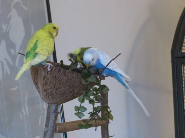 Wellensittich-Bild: Golliwoog ist schon was Leckeres - und aus der geliebten Kokosnuss schmeckt er River, Piet und Pippin gleich doppelt so gut!