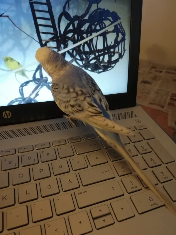 Wellensittich-Bild: Sylvester schaut sich an, was ich mir auf dem Laptop immer so genau anschaue. Hier inspiziert er erst einmal ausführlich das Desktopfoto mit den anderen Wellis. :D