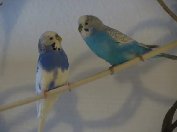 Wellensittich-Bild: Nachdem es am Anfang sehr lange gedauert hat, haben sich diese zwei inzwischen sehr gerne. :love: