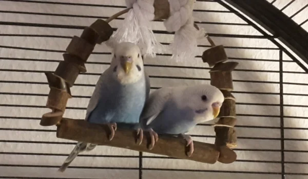 Wellensittich-Bild: Merry und Pippin auf der Schaukel