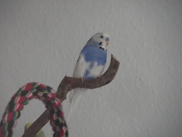 Wellensittich-Bild: Billie auf dem Thron