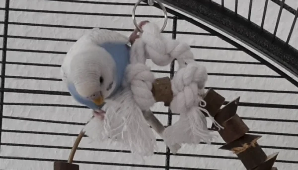 Wellensittich-Bild: Pippin auf der Schaukel