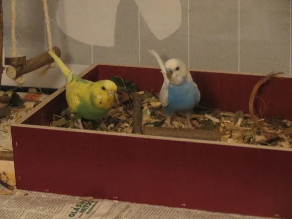 Wellensittich-Bild: River und Pippin bei der Arbeit in der Wühlkiste: \