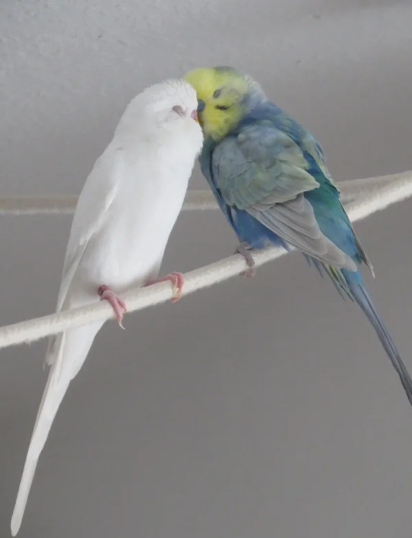 Wellensittich-Bild: Liebe auf den ersten Blick