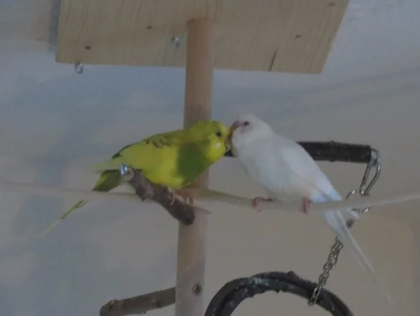 Wellensittich-Bild: Auch Albus ist mal damit dran seine Leni zu kraulen. :D